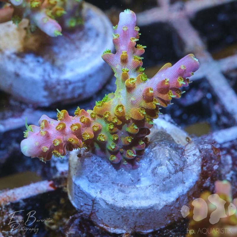 Acropora Porno